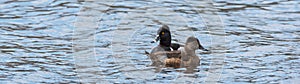 Ring-necked ducks. Mating pairs compete for the best genes during their brief stay on a lake in northeastern Canada.