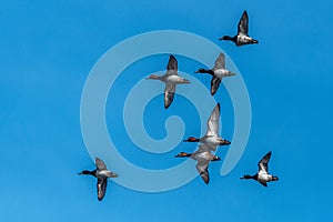 Ring-necked Ducks and Redheads in Flight