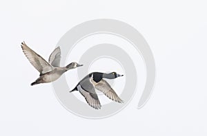 Ring-necked ducks taking flight over the winter snow in Ottawa, Canada