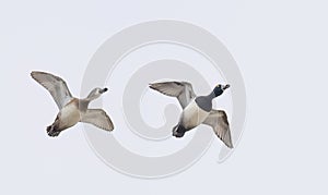 Ring-necked ducks taking flight over the winter snow in Ottawa, Canada