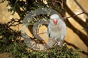 Ring-necked parakeet. Blue parrot sitting on the tree