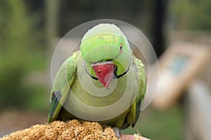 Ring necked parakeet eating millet on a hand