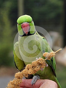 Ring necked parakeet eating millet on a hand