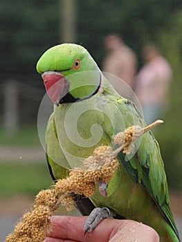 Ring necked parakeet eating millet on a hand