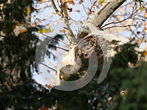 Ring Necked Parakeet on its breeding cave inside of the Tree