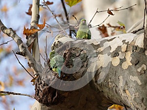 Ring Necked Parakeet on its breeding cave inside of the Tree