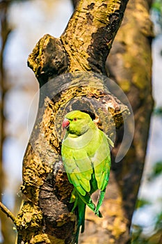 Ring-necked parakeet Psittacula krameri