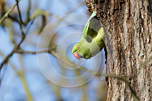 Ring-necked Parakeet (Psittacula krameri)