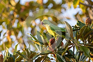 Ring necked parakeet (psittacula krameri) feeding on magnolia flowers