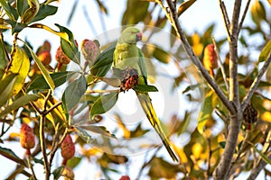 Ring necked parakeet (psittacula krameri) feeding on magnolia flowers