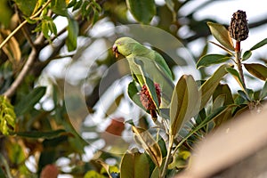 Ring necked parakeet (psittacula krameri) feeding on magnolia flowers