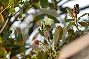 Ring necked parakeet (psittacula krameri) feeding on magnolia flowers