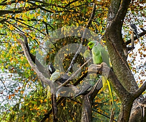 Ring necked parakeet sitting on a branch, a popular pet in aviculture from Africa
