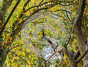 Ring necked parakeet sitting on a tree branch with other birds in the background, Popular pet in aviculture from Africa
