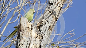 Ring-necked Parakeet on Tree Branch