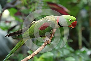 Ring-necked parakeet in the woods