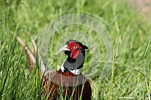 Ring necked pheasant