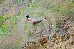 Ring-necked pheasant