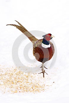 Ring-necked pheasant 2