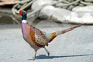 Ring-necked Pheasant