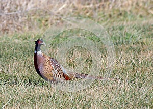 Ring-necked Pheasant