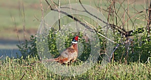 Ring-necked Pheasant