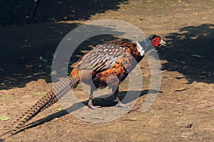 Ring-necked pheasant