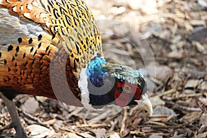 Ring necked pheasant