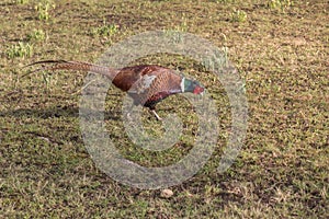 Ring-necked Pheasant Bird finding food