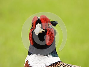 Ring-necked Pheasant closeup portrait