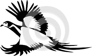 Ring necked pheasant flying