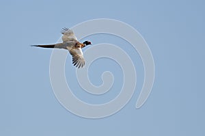 Ring-Necked Pheasant Flying in a Blue Sky