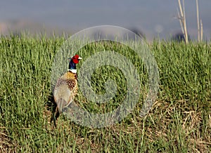 Ring-Necked Pheasant on a Grassy Hillside