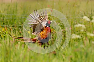 Ring-necked Pheasant male showing his beautiful colors i