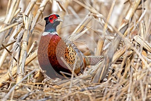 Ring-necked Pheasant in Natural Habitat