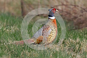 Ring-necked Pheasant in Natural Habitat