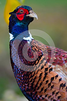 Ring necked pheasant phasianus colchicus