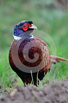 Ring necked pheasant phasianus colchicus