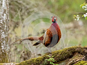 Ring-necked Pheasant (Phasianus colchicus) resting in the forest on the blurred background