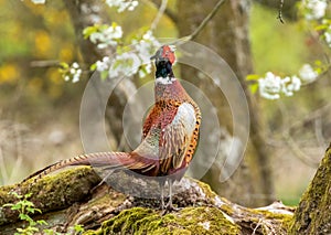 Ring-necked Pheasant (Phasianus colchicus) resting in the forest on the blurred background