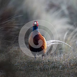 Ring-necked Pheasant (Phasianus colchicus) standing in a field on a blurred natural background