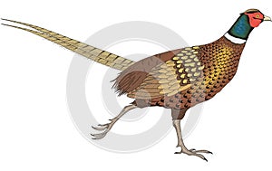 Ring Necked Pheasant Running Illustration