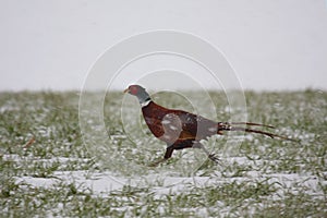 Ring necked pheasant in the snow