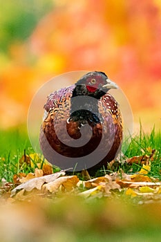 Ring-necked Pheasant Standing on a Pile of Oak and Maple Leaves in Autumn