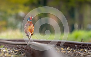 A ring-necked pheasant struts skillfully over a railroad track. His gaze falls on a nearby meadow where his female was perched.