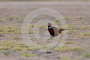 Ring-necked pheasant walking across the desert landscape photo