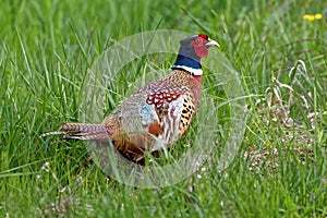 A Ring-necked Pheasant Walking in Tall Grass