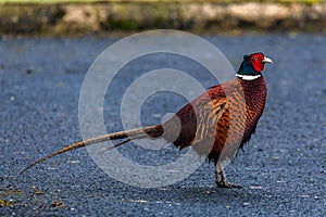 Ring necked pheasant wildlife colored bird