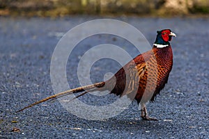 Ring necked pheasant wildlife colored bird