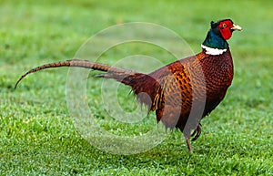 Ring necked pheasant wildlife colored bird